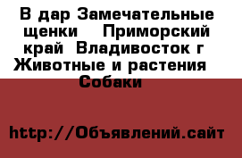 В дар!Замечательные щенки! - Приморский край, Владивосток г. Животные и растения » Собаки   